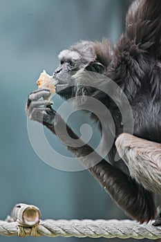 Long-armed gibbon holding a piece of bread in his hand, Asian anthropoid