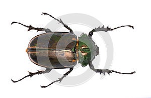 Long-armed scarab(female) photo