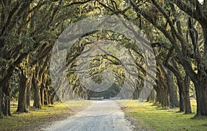 Long avenue of oaks