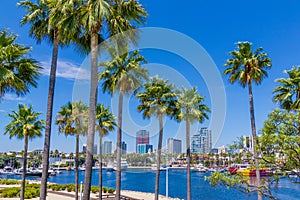 Palms line the Long Beach waterfront with skyline and harbor, CA