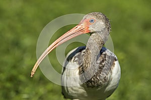 Long beak of a young white ibis.