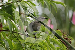 A long beaked bird sitting on a branch in a tree.