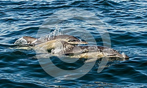 The Long-beaked common dolphin.