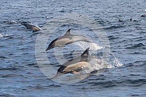 Long-beaked Common Dolphins