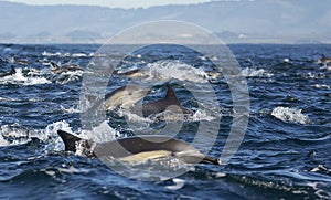 Long-Beaked Common Dolphins
