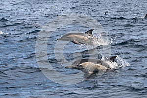 Long-beaked Common Dolphins jumping out of the water