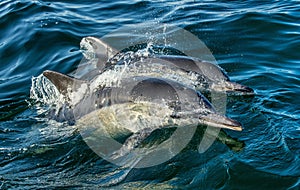The Long-beaked common dolphins in the ocean.