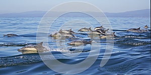 Long-Beaked Common Dolphins photo