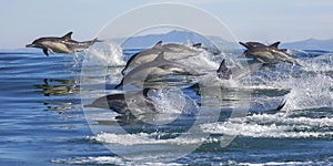 Long-Beaked Common Dolphins