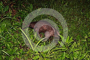 Long beaked Echidna, Zaglossus bruijnii, searching food in Indonesian New Guinea