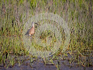 Long beaked whimbrel walks through tall marsh grasses