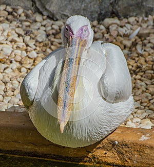 Long-beaked white big bird sitting on the stone railing