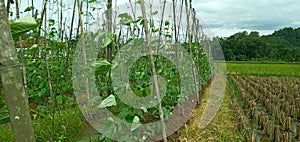 long bean cultivation process in rice fields