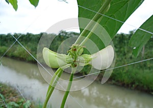 Long bean flower is a biennial plant that is popularly grown And very popular.