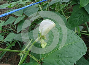 Long bean flower is a biennial plant that is popularly grown And very popular.