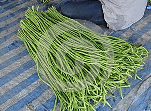 Long bean is a kind of ivy that is an annual herb that grows popularly.