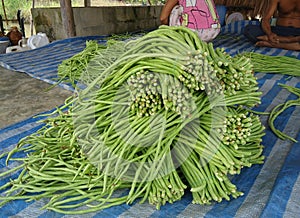 Long bean is a kind of ivy that is an annual herb that grows popularly.