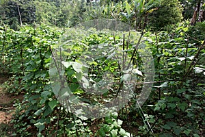 Long bean plant in the field. A field planted with long beans in the Babakan Madang area, Bogor, Indonesia