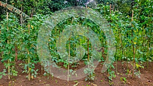 Long bean plantations are managed by local farmers