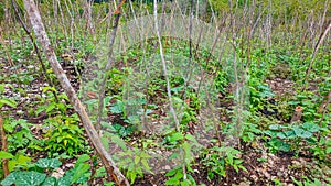 Long bean plantations are managed by local farmers