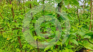 Long bean vegetable plantation managed by local farmers