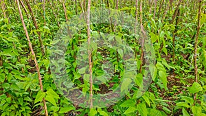 Long bean vegetable plantation managed by local farmers