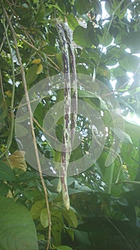 Long bean vegetable in Srilanka.
