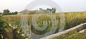 Long bean vegetables in a field begin to form.