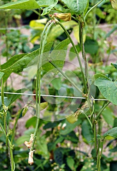 Long beans of the cowpea or Vigna unguiculata