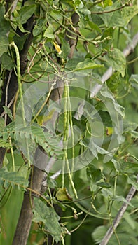 Long beans, a tropical plant that is usually cooked as pickles and vegetables