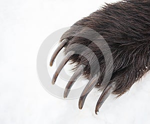 Long bear claws on the front right paw