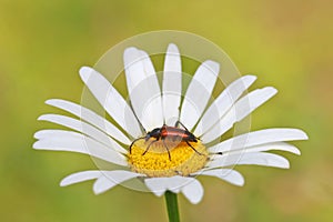 A long beetle (Coleoptera) with large whiskers (Cerambycidae) sits on a daisy flower.