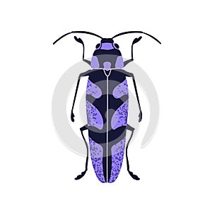 Long beetle. Spotted bug icon, above top view. Summer fauna species. Spotty animal, wild insect with wings and antennae