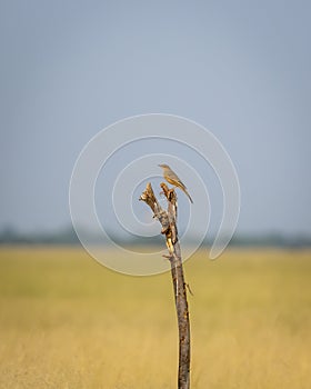 Long billed or brown rock pipit or Anthus similis bird perched during winter migration at tal chhapar sanctuary churu rajasthan