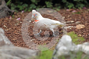 Long-billed corella