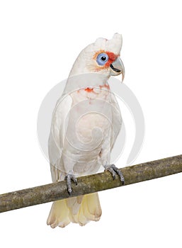 Long-billed Corella - Cacatua tenuirostris photo