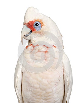 Long-billed Corella - Cacatua tenuirostris