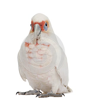 Long-billed Corella - Cacatua tenuirostris photo