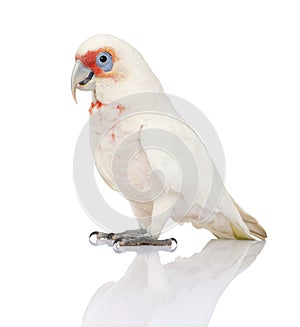 Long-billed Corella - Cacatua tenuirostris photo