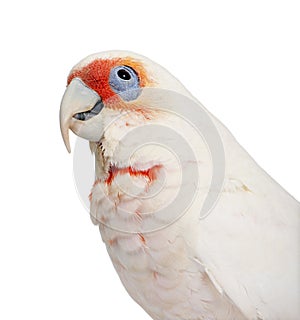 Long-billed Corella - Cacatua tenuirostris