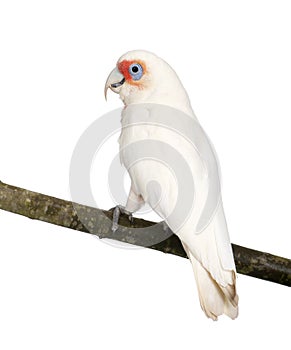 Long-billed Corella - Cacatua tenuirostris