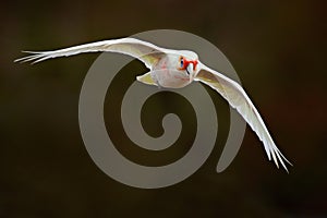 Long-billed Corella, Cacatua tenuirostris, flying white exotic parrot, bird in the nature habitat, action scene from wild, Austral