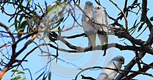 Long-billed Corella, Cacatua tenuirostris, perched 4K