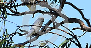 Long-billed Corella, Cacatua tenuirostris, relaxed 4K