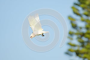 Long-billed corella (Cacatua tenuirostris) a white parrot, a medium-sized bird, the animal flies in the air
