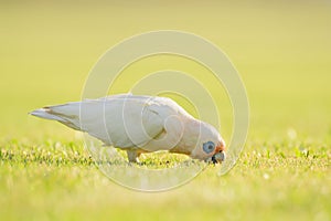 Long-billed corella (Cacatua tenuirostris) white parrot, medium-sized bird, animal sits on the grass in the park
