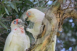 Long Billed Corella Cockatoo in Australia