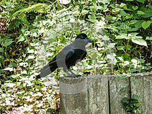 Long-billed crow on a concrete wall