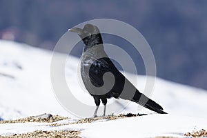 Long billed crow, Corvus macrorhynchos, Tungnath, Uttarakhand, India