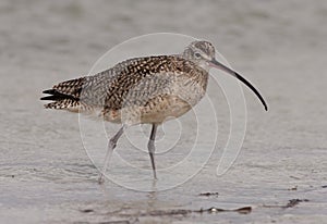 Long-billed Curlew photo